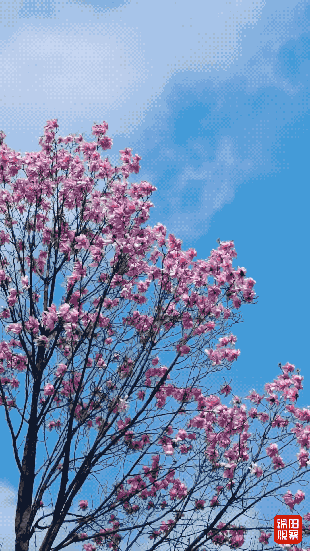 2838751E94C90E29C38D98596FF4114E.2022-03-19 11_18_17.gif