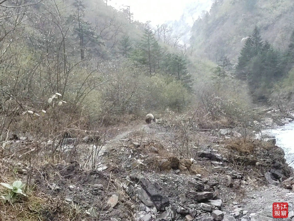 熊猫1_副本.jpg